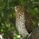 10SB4448 Cooper's Hawk